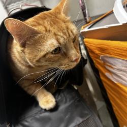 Shelter Stray Male Cat last seen , Animal Care & Control Team of Philly, 111 W Hunting Park Ave, Philadelphia, PA 19140, USA