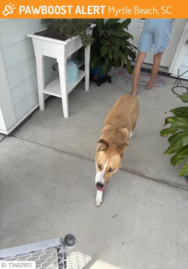 Found/Stray Male Dog last seen Waterway Palms, Myrtle Beach, SC 29579