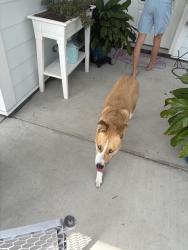 Found/Stray Male Dog last seen Waterway Palms, Myrtle Beach, SC 29579