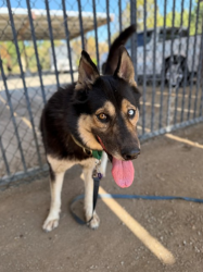 Reunited Female Dog last seen kansas ave & seventh st, Riverside, CA 92507
