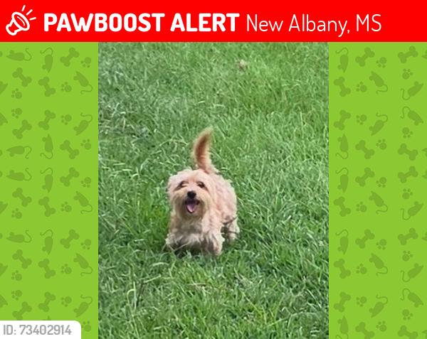 Lost Male Dog last seen County Road 80, New Albany, MS 38652