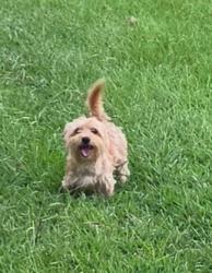 Lost Male Dog last seen County Road 80, New Albany, MS 38652