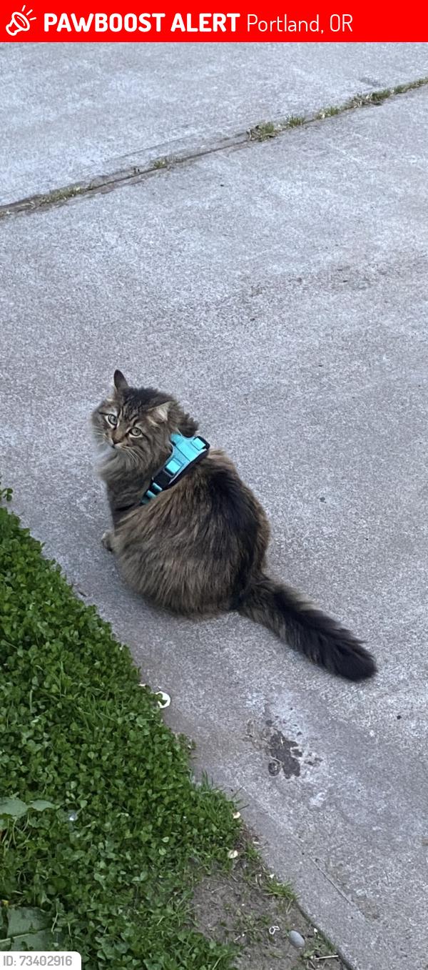 Lost Female Cat last seen SE Division / SE 105th Ave, Portland, OR 97266