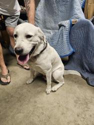 Found/Stray Male Dog last seen Robinette and Tracy, Baldwin Park, Baldwin Park, CA 91706