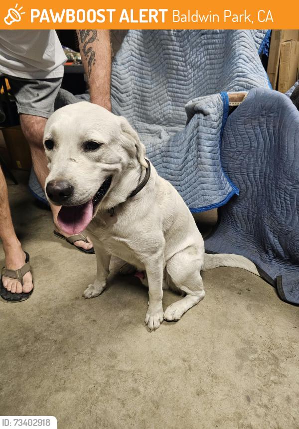Found/Stray Male Dog last seen Robinette and Tracy, Baldwin Park, Baldwin Park, CA 91706