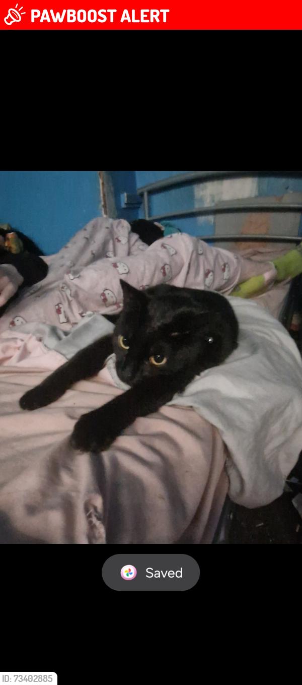 Lost Female Cat last seen city road, South Yorkshire, England 