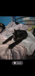 Lost Female Cat last seen city road, South Yorkshire, England 