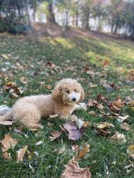 Reunited Female Dog last seen Sterling Bridge Place - Lochewood neighborhood, Sterling, VA 20164