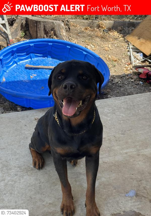 Lost Male Dog last seen Near avenue m, Fort Worth, TX 76105