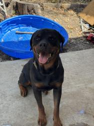 Lost Male Dog last seen Near avenue m, Fort Worth, TX 76105