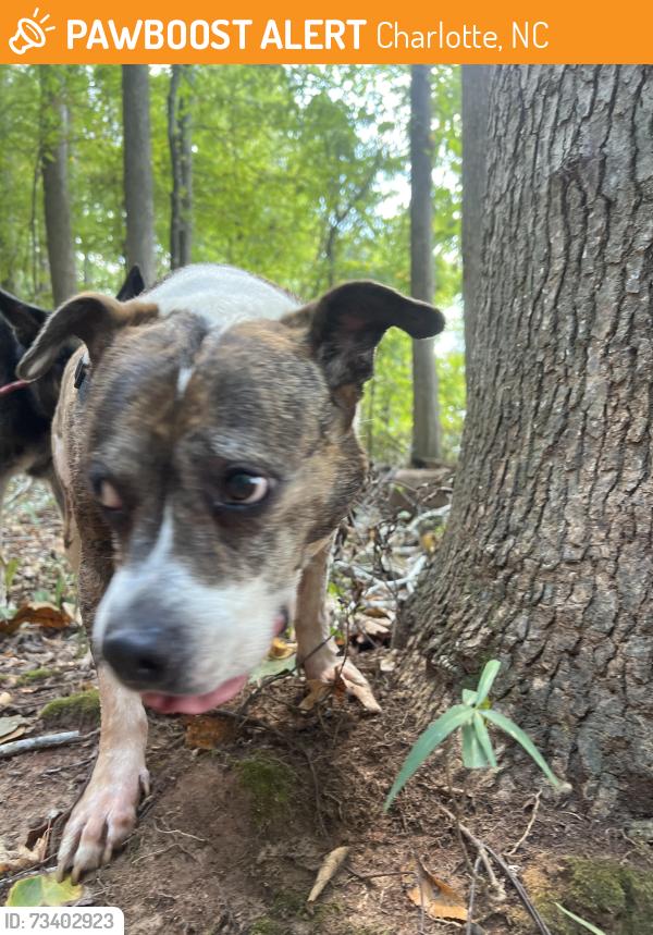 Found/Stray Female Dog last seen Walking trail/parking lot, Charlotte, NC 28214