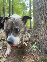 Found/Stray Female Dog last seen Walking trail/parking lot, Charlotte, NC 28214