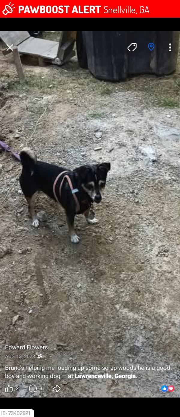 Lost Male Dog last seen Centerville Highway 124, Snellville, GA 30039