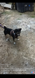 Lost Male Dog last seen Centerville Highway 124, Snellville, GA 30039