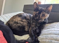 Reunited Female Cat last seen Near E Wabash St, Rialto, CA 92376, USA, Rialto, CA 92376