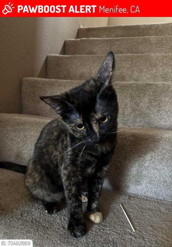 Lost Female Cat last seen Near Dorval ct, Menifee, CA 92584
