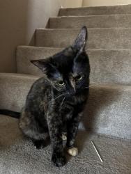 Lost Female Cat last seen Near Dorval ct, Menifee, CA 92584