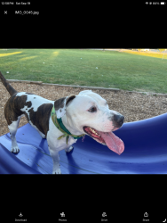 Lost Male Dog last seen East aurora high school, Aurora, IL 60505