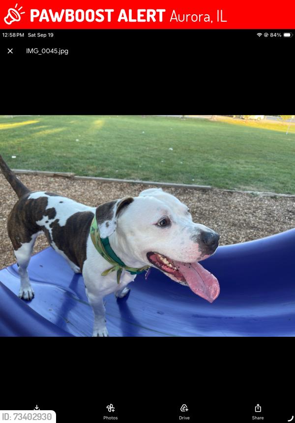 Lost Male Dog last seen East aurora high school, Aurora, IL 60505