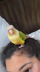 Lost Female Bird last seen Near ohio ave, San Bernardino, CA 92407