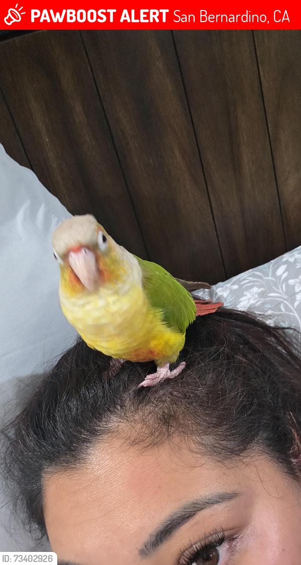 Lost Female Bird last seen Near ohio ave, San Bernardino, CA 92407
