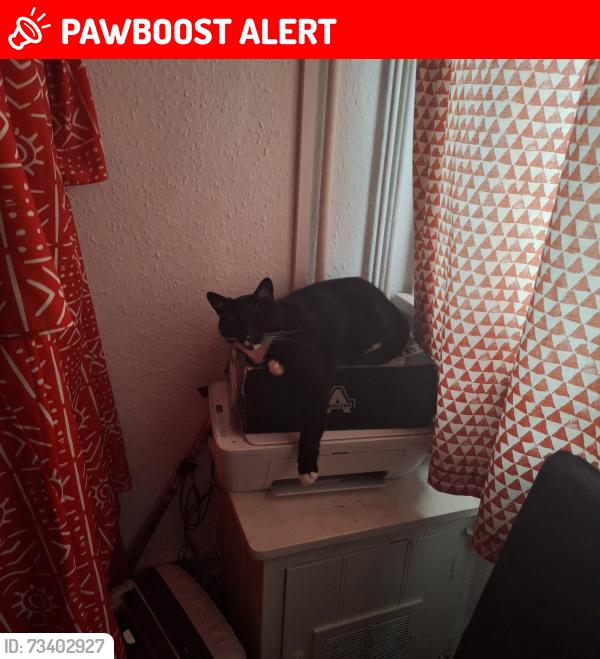 Lost Female Cat last seen Bournville garages/selly oak rd, West Midlands, England B30 1UD