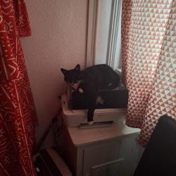 Lost Female Cat last seen Bournville garages/selly oak rd, West Midlands, England B30 1UD
