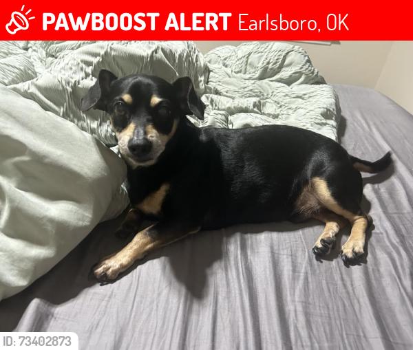 Lost Male Dog last seen NS 3510 Rd in Seminole off HWY 9., Earlsboro, OK 74840