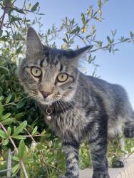 Lost Female Cat last seen Sitting bull, Apple Valley, CA 92308