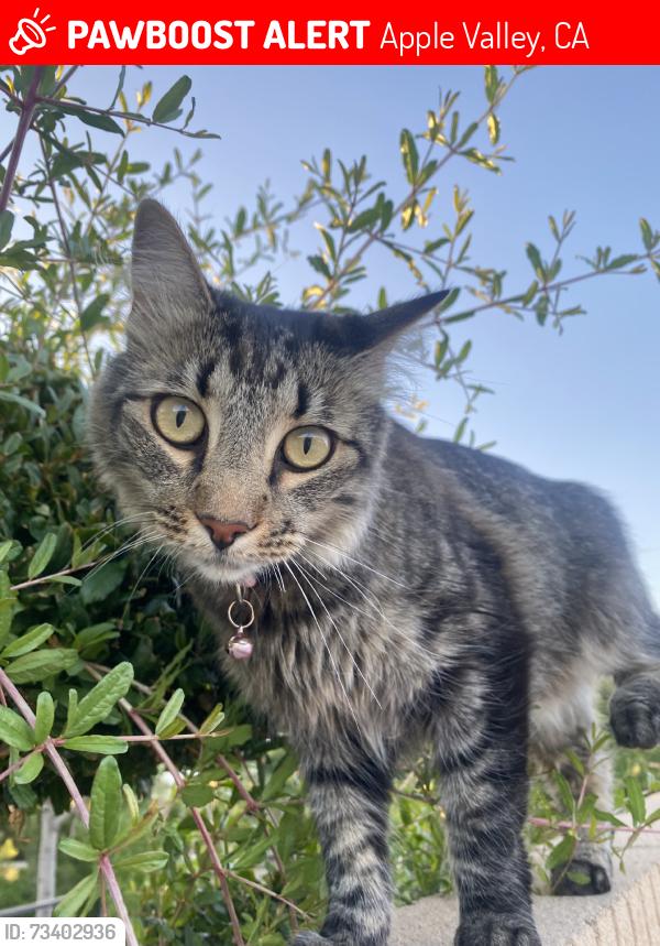 Lost Female Cat last seen Sitting bull, Apple Valley, CA 92308