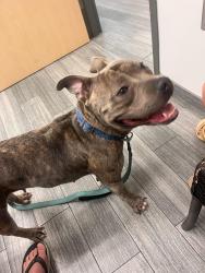 Found/Stray Female Dog last seen Southside and touchton 32216, Jacksonville, FL 32256