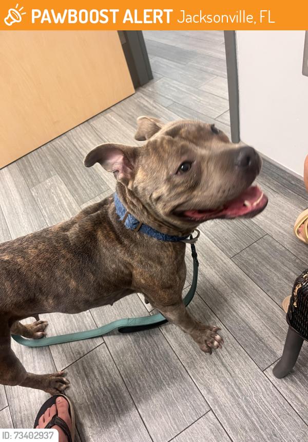Found/Stray Female Dog last seen Southside and touchton 32216, Jacksonville, FL 32256