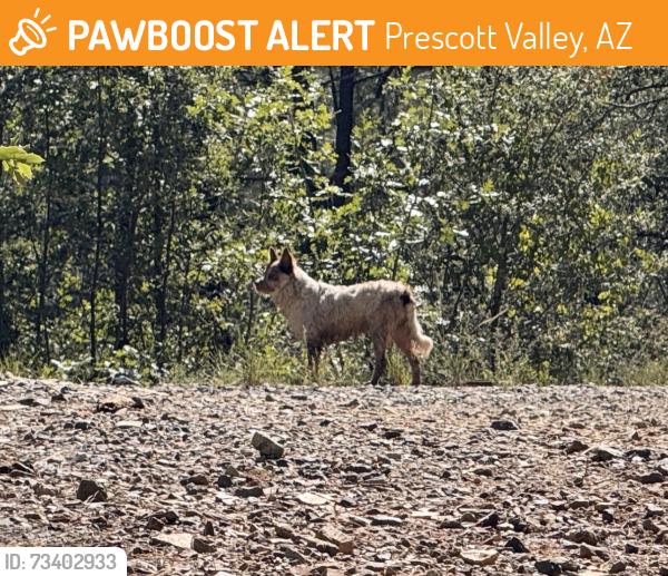 Found/Stray Unknown Dog last seen Forest - Bannie mine x Lynx Creek just after passing the creek south of the lake, Prescott Valley, AZ 86327