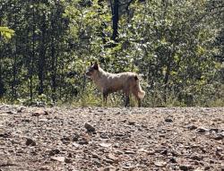 Found/Stray Unknown Dog last seen Forest - Bannie mine x Lynx Creek just after passing the creek south of the lake, Prescott Valley, AZ 86327
