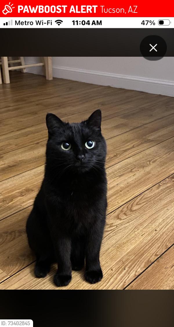Lost Female Cat last seen Near E behan trailer park, Tucson, AZ 85705