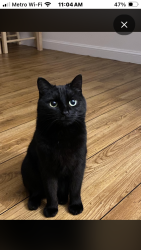 Lost Female Cat last seen Near E behan trailer park, Tucson, AZ 85705