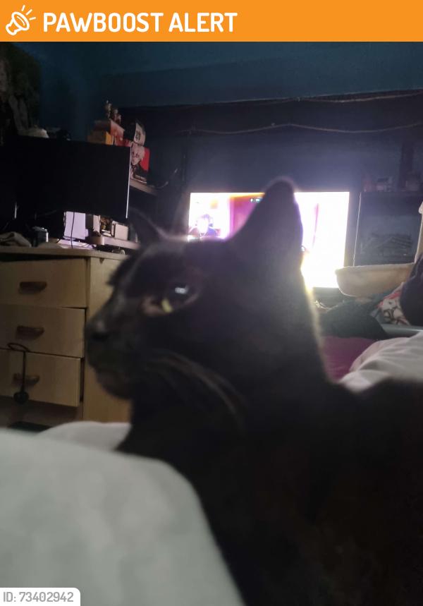 Found/Stray Female Cat last seen city road, South Yorkshire, England 