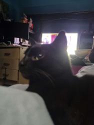 Found/Stray Female Cat last seen city road, South Yorkshire, England 
