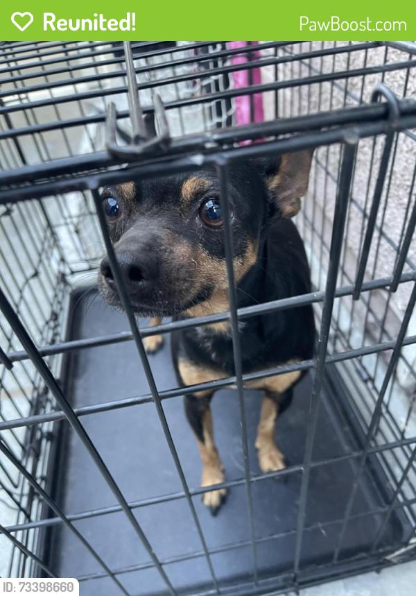 Reunited Male Dog last seen Rock Rose Court. Eastvale California, Eastvale, CA 92880