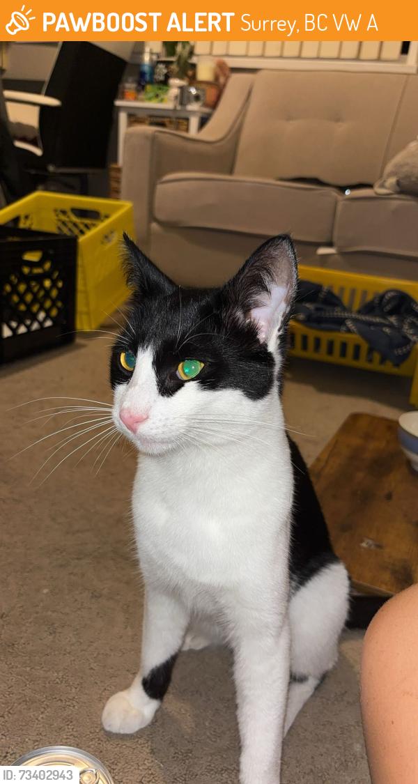 Found/Stray Unknown Cat last seen Near and king george, Surrey, BC V3W 5A3