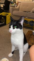 Found/Stray Unknown Cat last seen Near and king george, Surrey, BC V3W 5A3