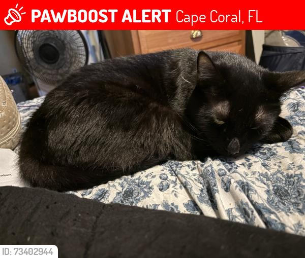 Lost Male Cat last seen Near nw 29th terrace Cape Coral FLORIDA 33993 United States, Cape Coral, FL 33993