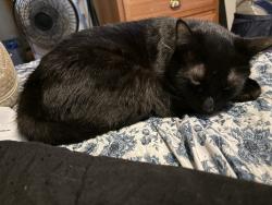 Lost Male Cat last seen Near nw 29th terrace Cape Coral FLORIDA 33993 United States, Cape Coral, FL 33993