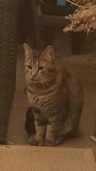 Found/Stray Unknown Cat last seen Hillcrest Dr and Roosevelt, Boise, ID 83705