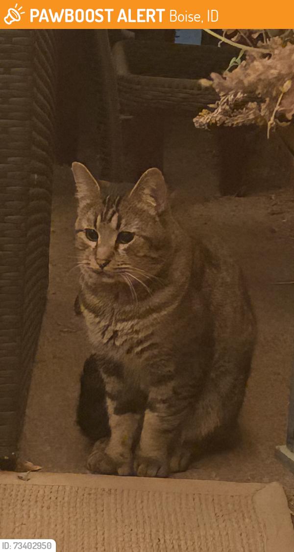 Found/Stray Unknown Cat last seen Hillcrest Dr and Roosevelt, Boise, ID 83705