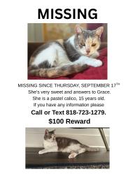 Lost Female Cat last seen Tampa and vanowen st reseda california, Los Angeles, CA 91335