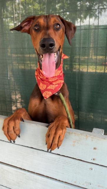 Shelter Stray Male Dog last seen Bexar County, 3353 Morningside Dr, New Braunfels, TX 78132, USA
