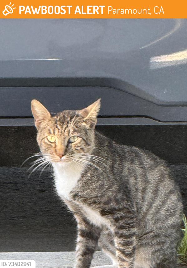 Found/Stray Male Cat last seen Garfield/Mendy, Paramount, CA 90723