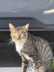 Found/Stray Male Cat last seen Garfield/Mendy, Paramount, CA 90723