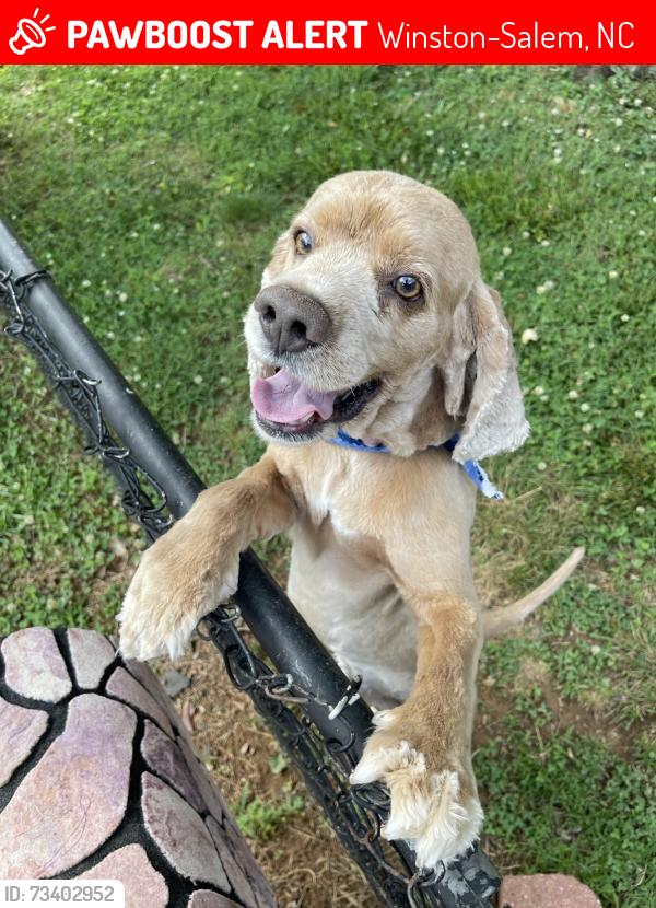 Lost Male Dog last seen Near Sara Lee fields and Bethania Station Rd, Winston-Salem, NC 27106